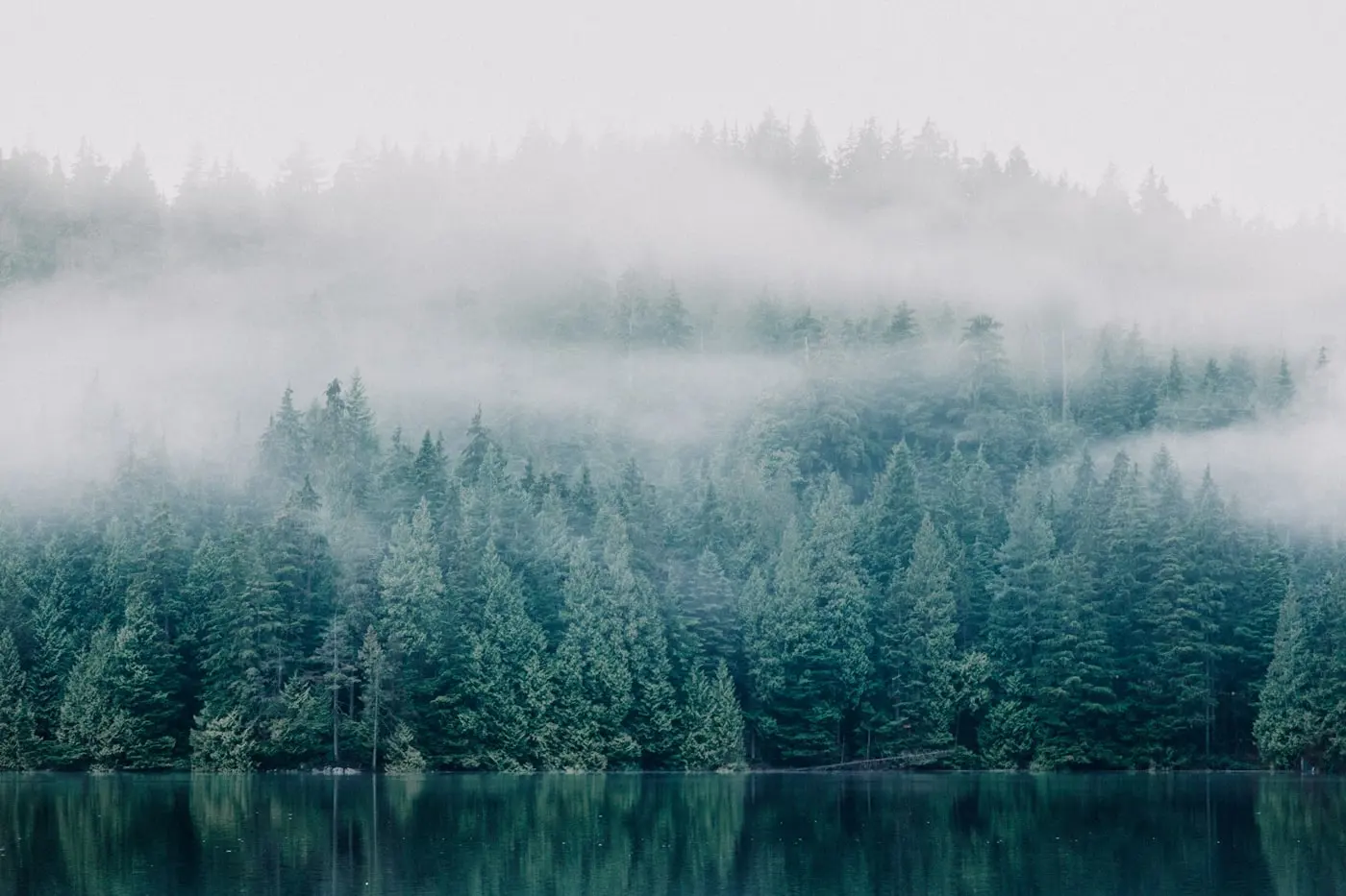 Bosque entre la niebla sobre un lago en calma
