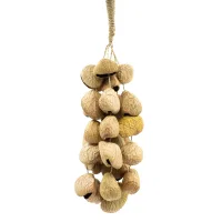 Cáscara de semilla de pangi de tamaño medio - agitador natural de nueces (30 cáscaras)