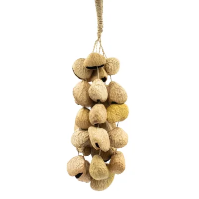 Cáscara de semilla de pangi de tamaño medio - agitador natural de nueces (30 cáscaras)